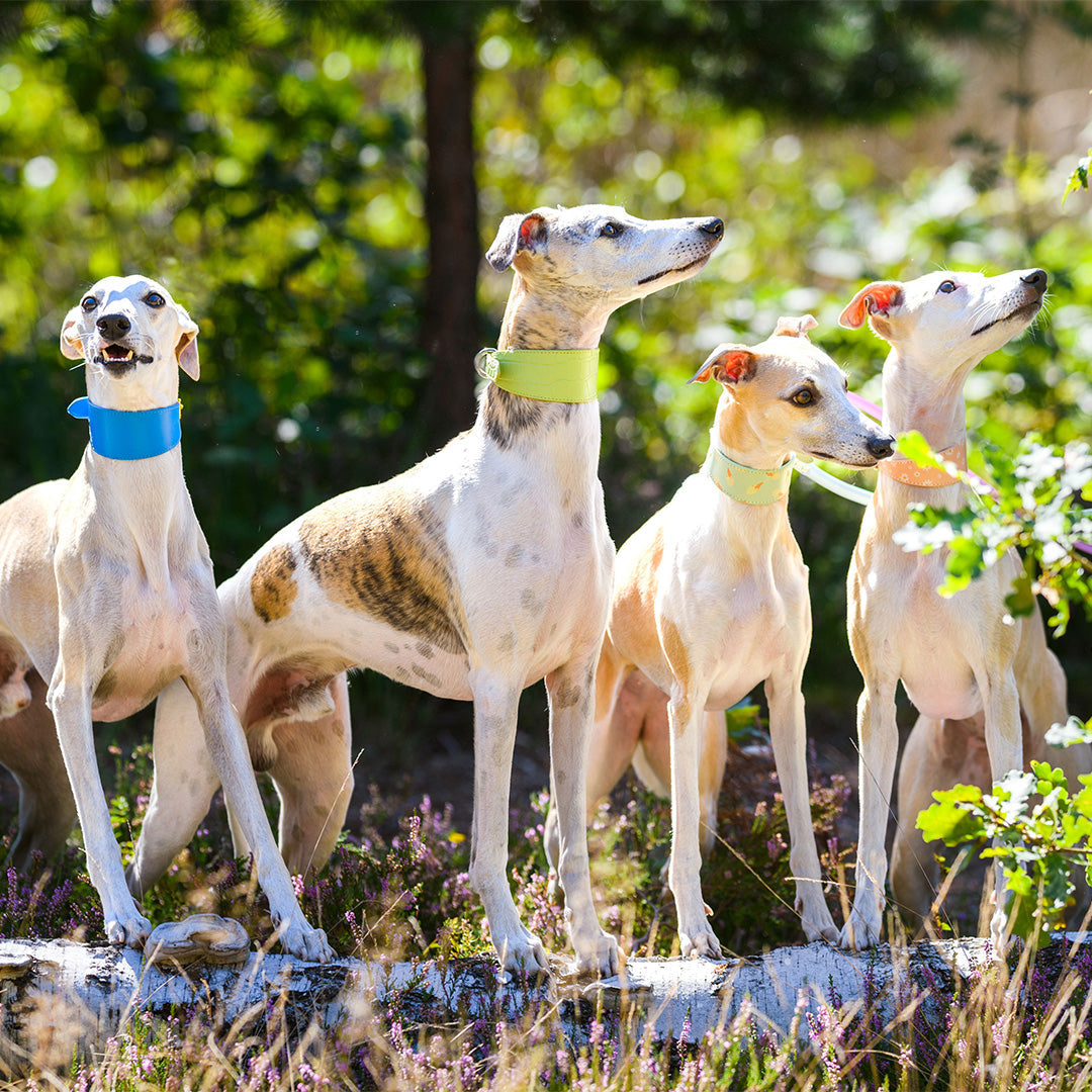 Trendy Dog Collars: Which Color Should I Choose?