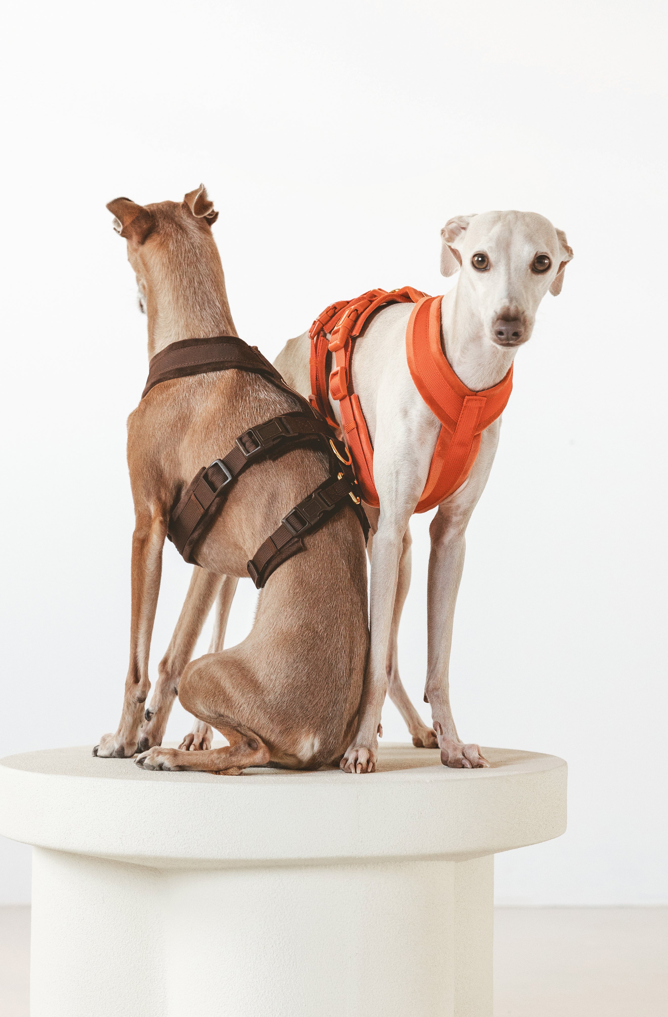 Dog Harnesses