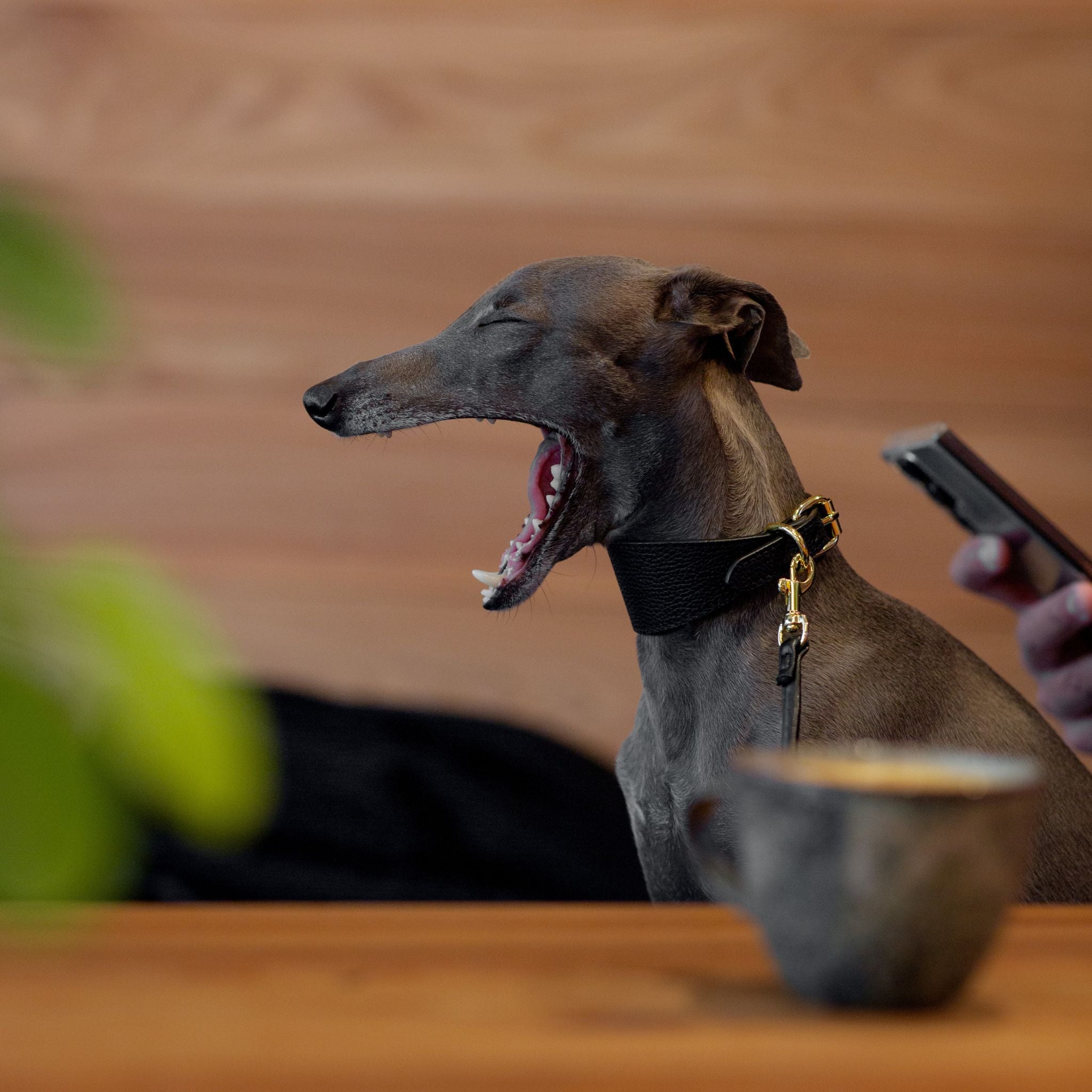Vegan Dog Collars