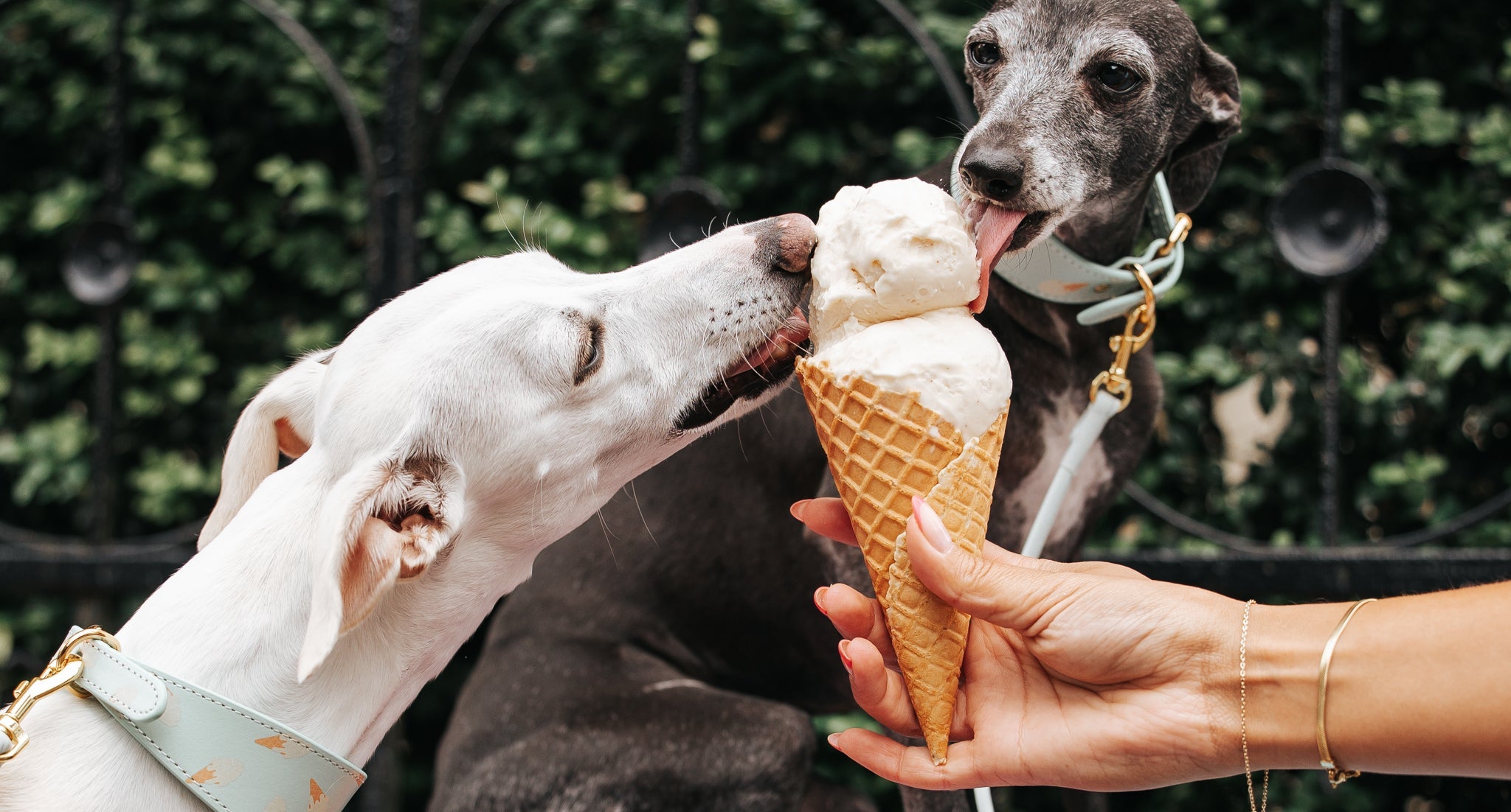 Two dogs sharing an ice cream