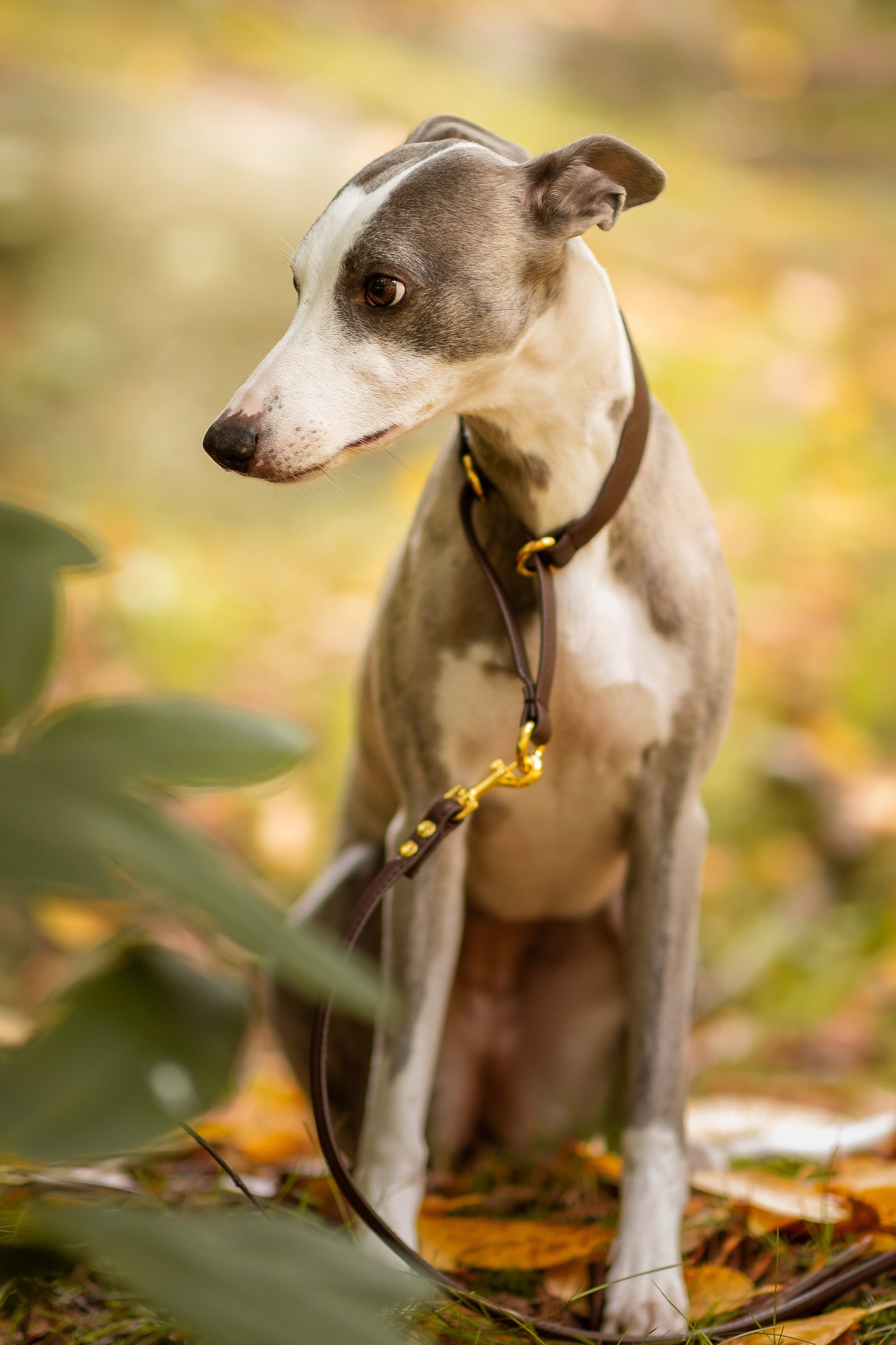 Martingale Dog Collars