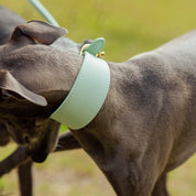 Mint Dog Collar Wide