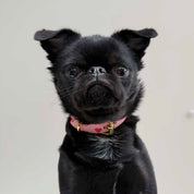 Love Hundehalsbånd Tynn 