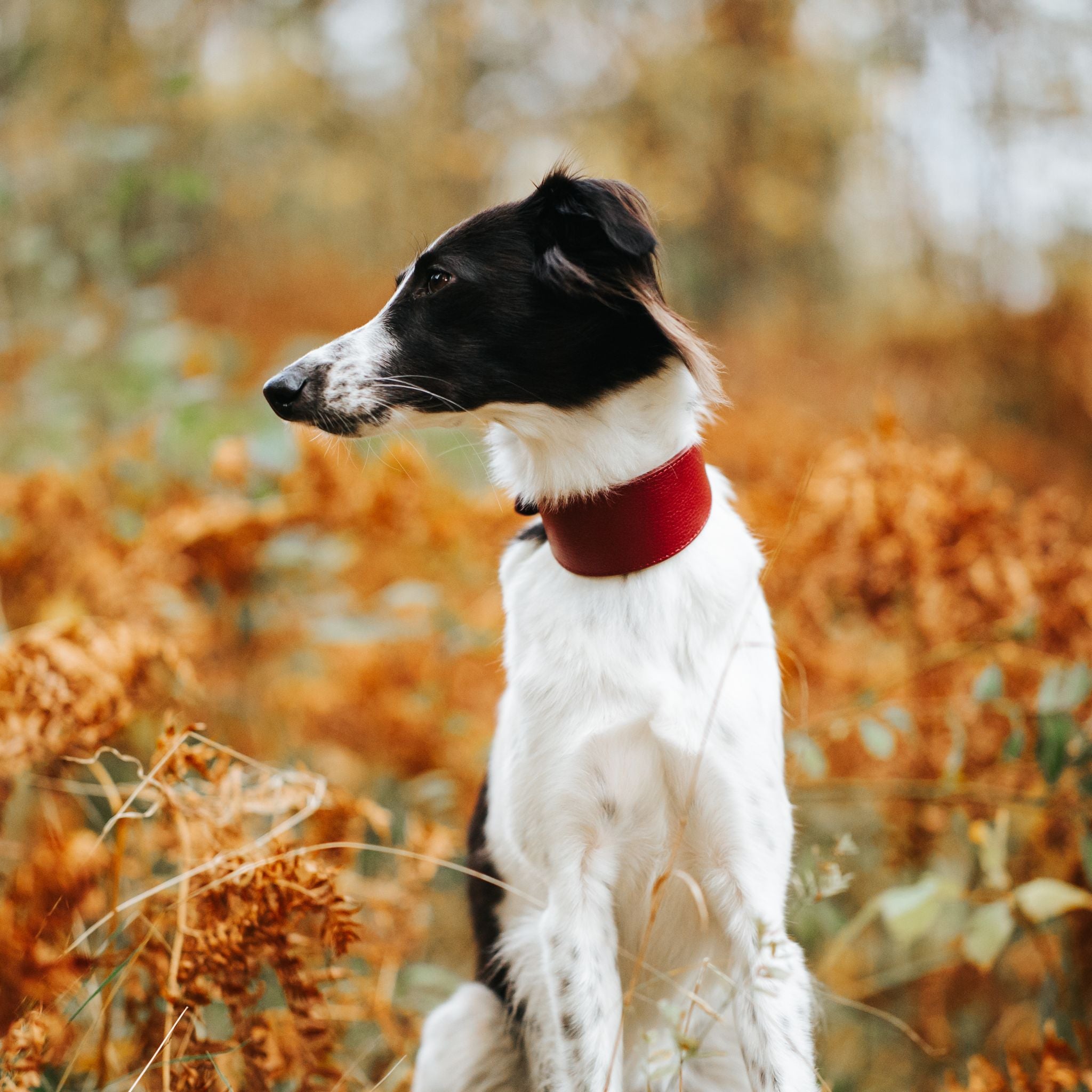 Burgunder Hundehalsbånd Bred 