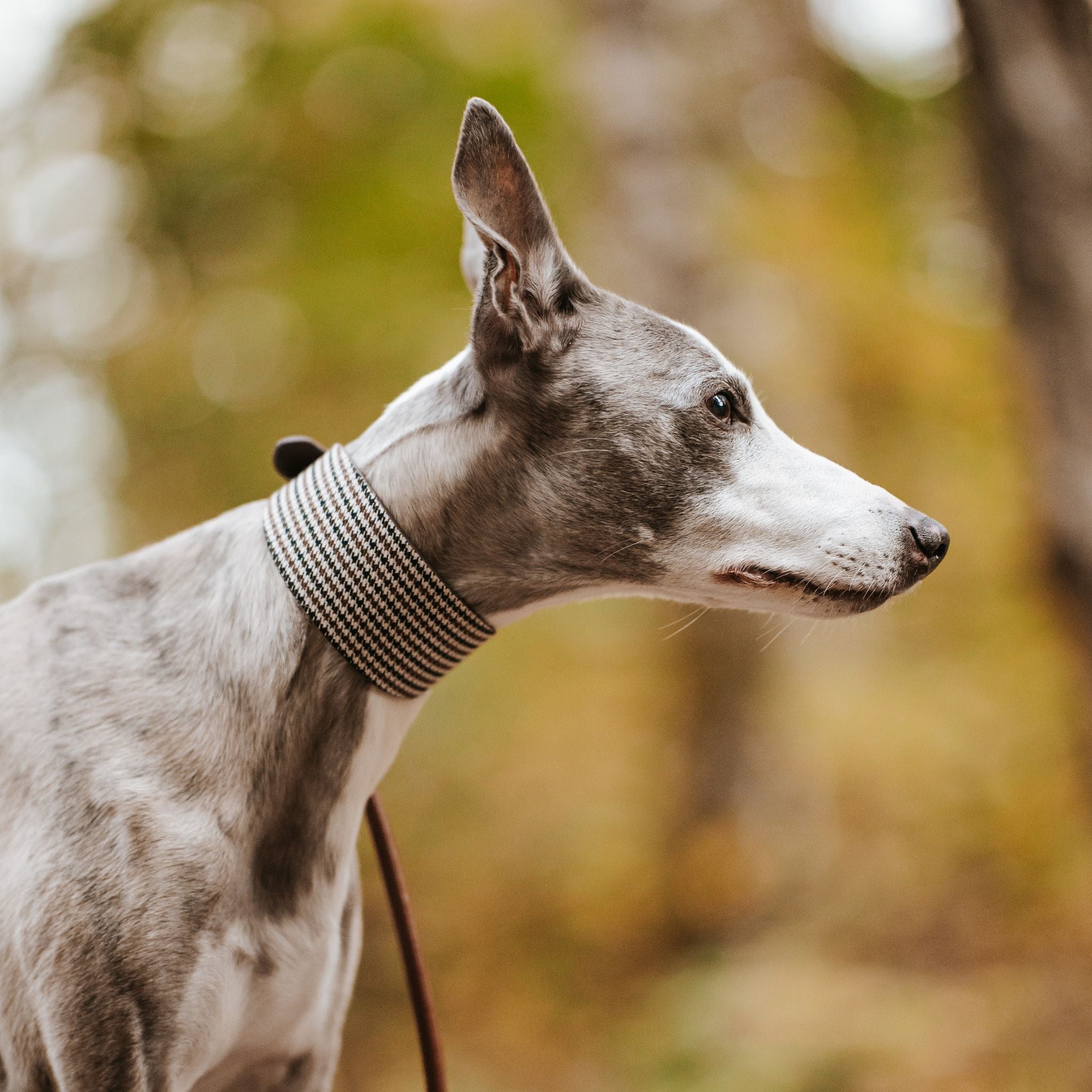 Beige Houndstooth Hundehalsbånd Bred 