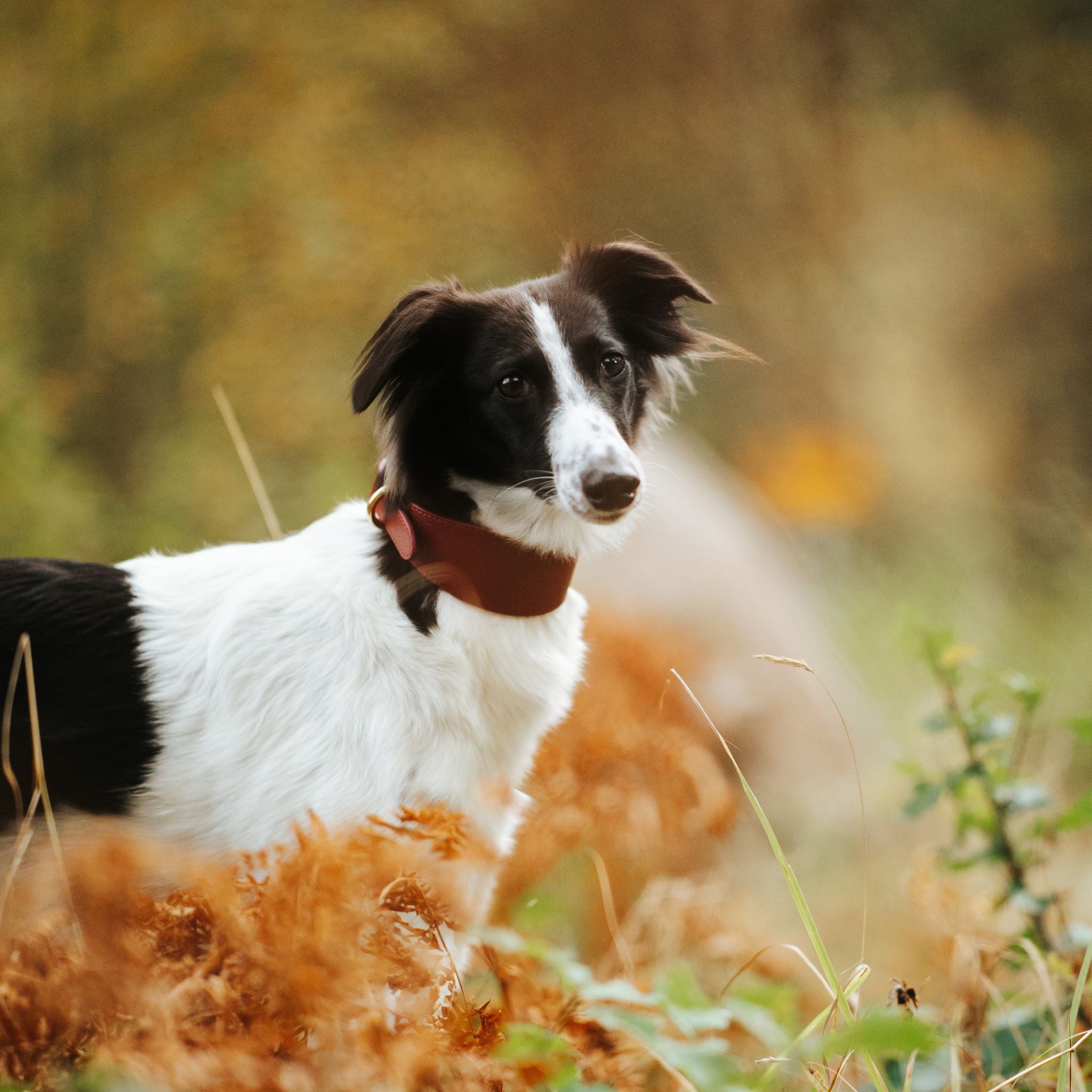 Burgunder Hundehalsbånd Bred 