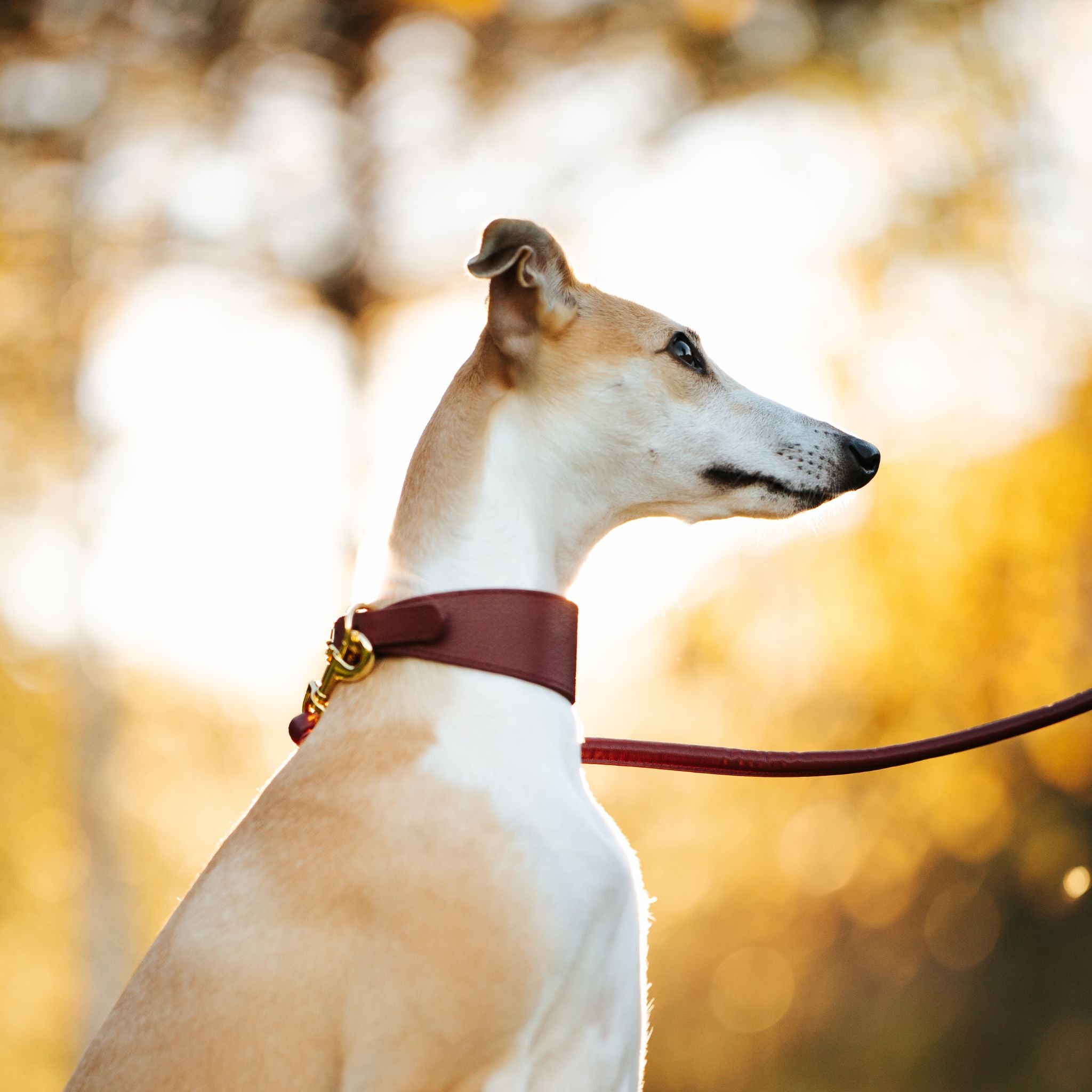 Burgunder Hundehalsbånd Bred 
