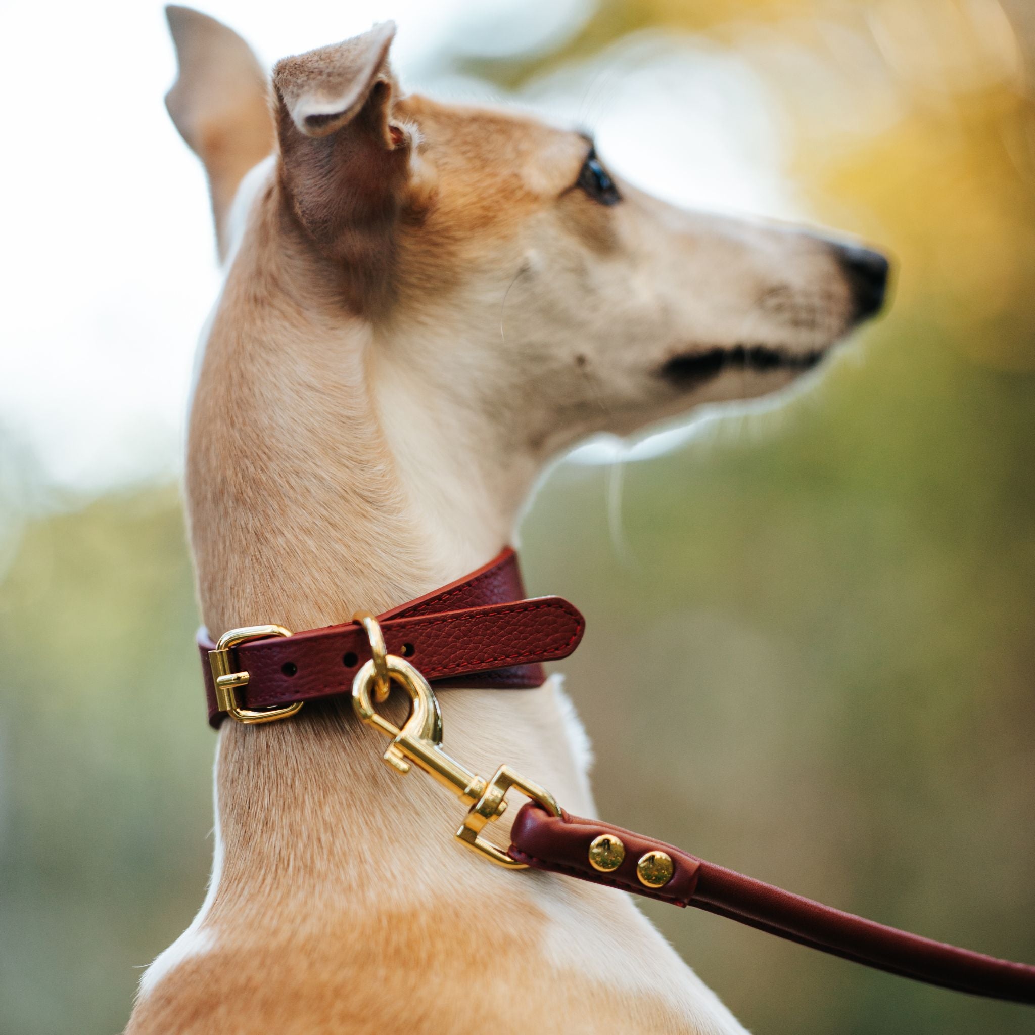 Burgunder Hundehalsbånd Bred 