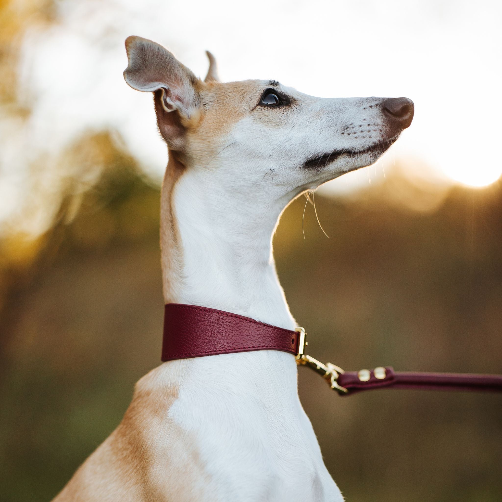 Burgunder Hundehalsbånd Bred 