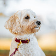 Burgundy Wool Dog Collar Thin