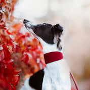 Burgundy Wool Dog Collar Wide