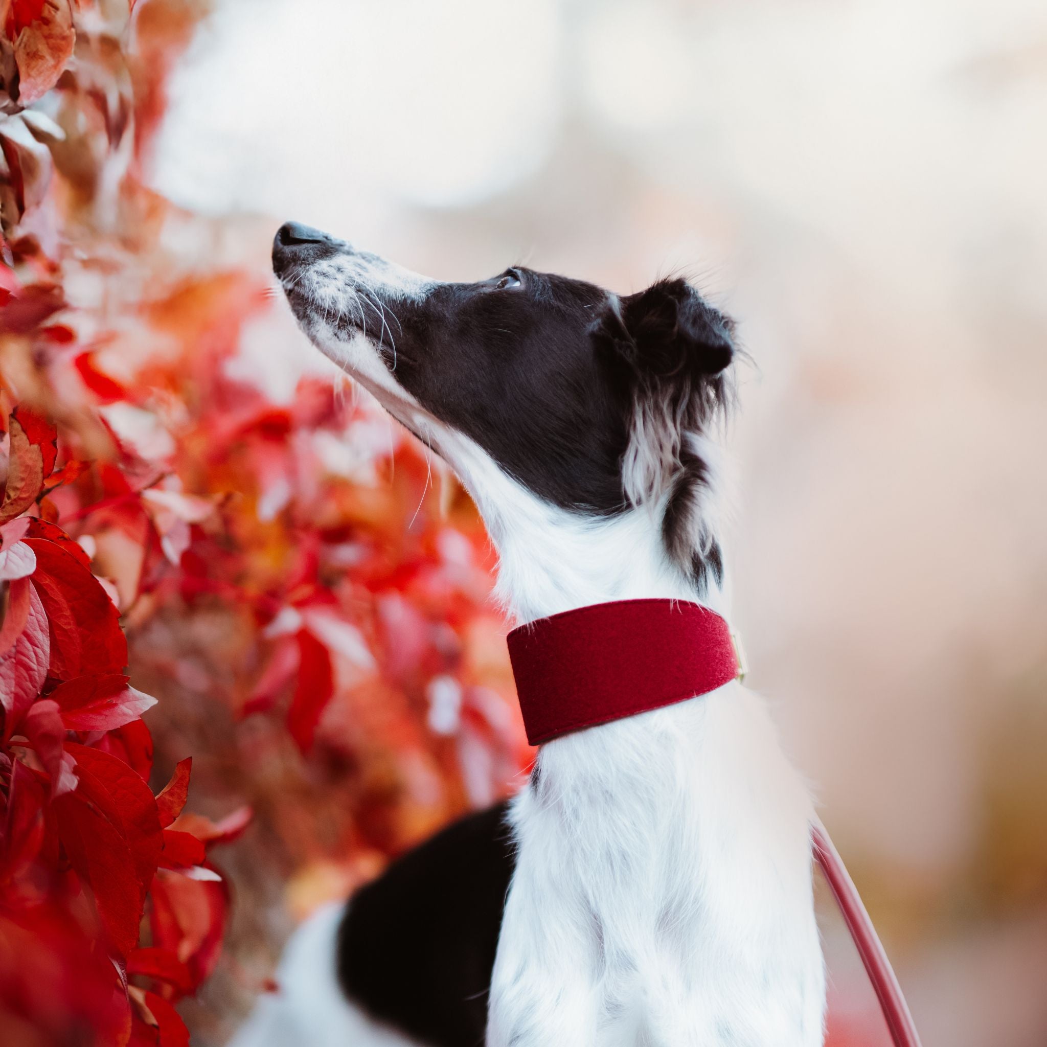 Burgundy Wool Dog Collar Wide