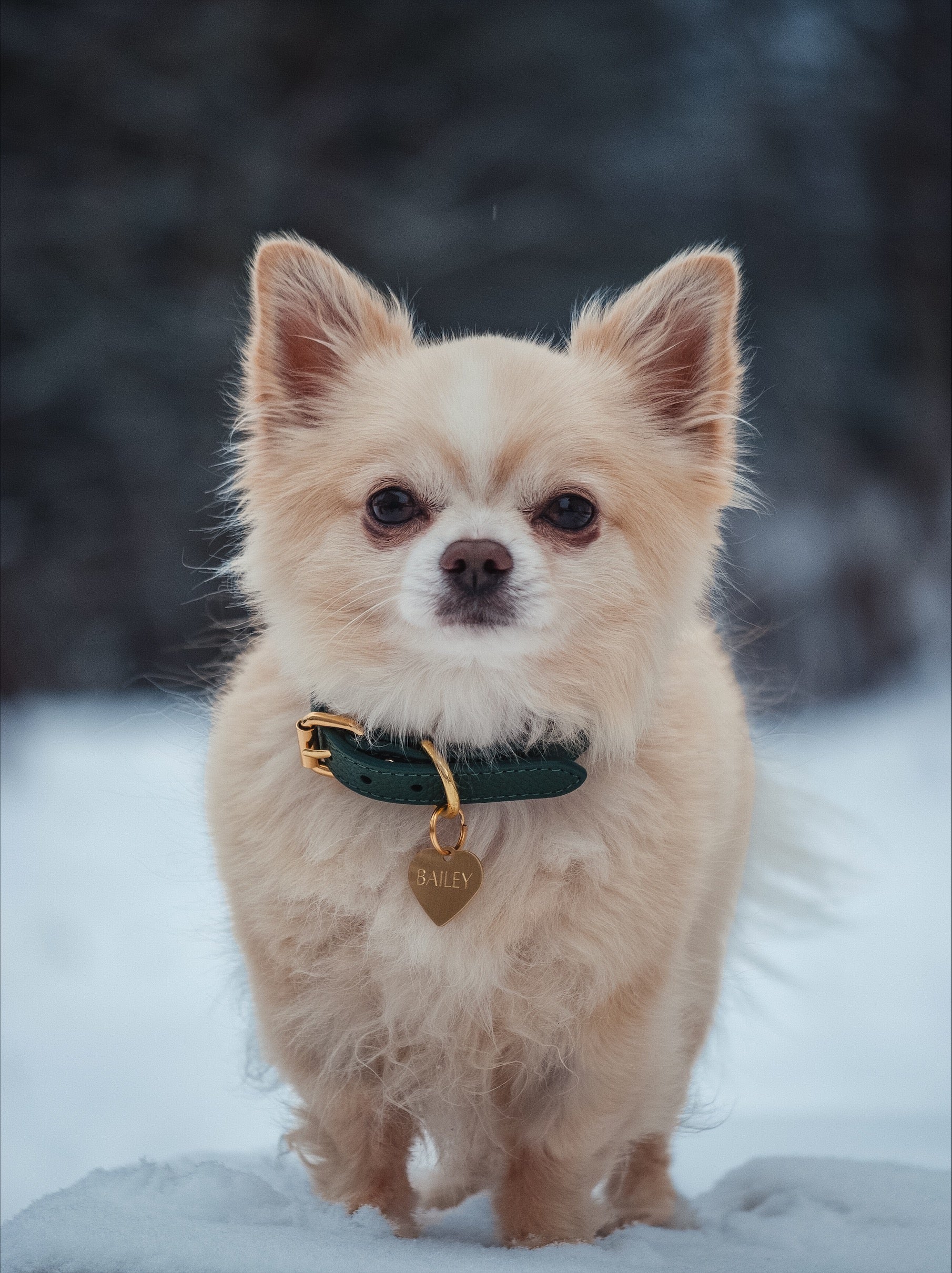 Dark Green Dog Collar Thin