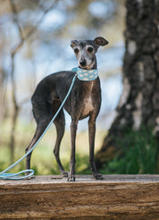 Clouds Dog Collar Wide