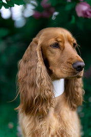 White Dog Collar Wide