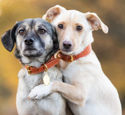 Cognac Dog Collar Wide