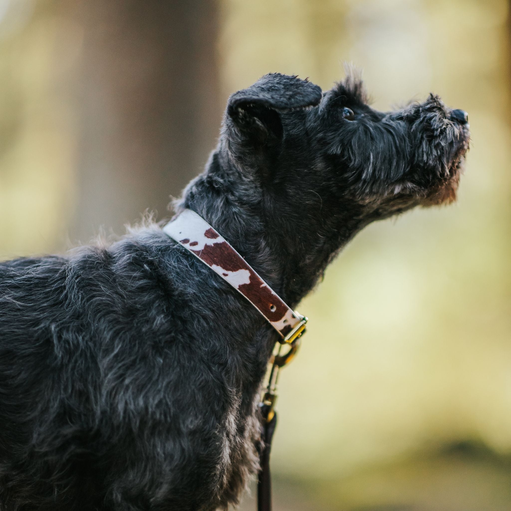 Tynn hundehalsbånd til ku 