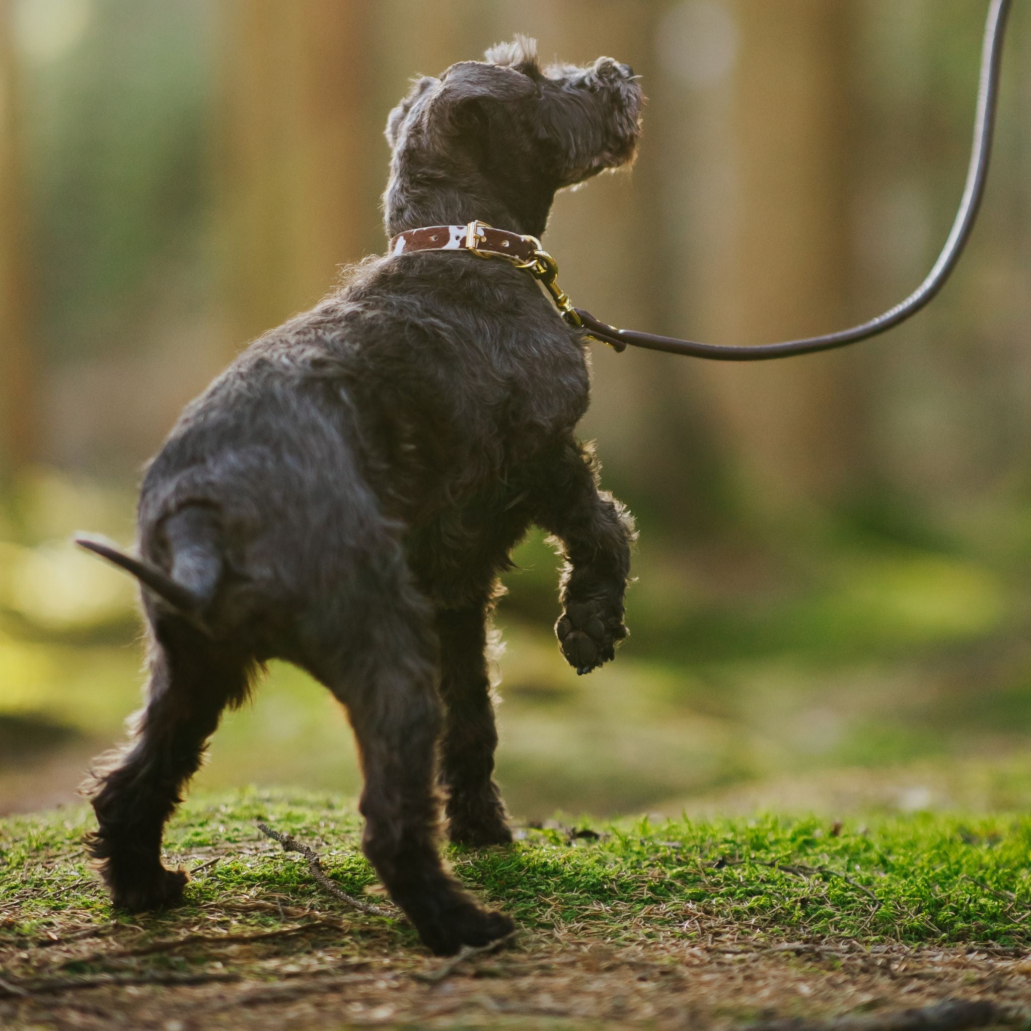 Tynn hundehalsbånd til ku 