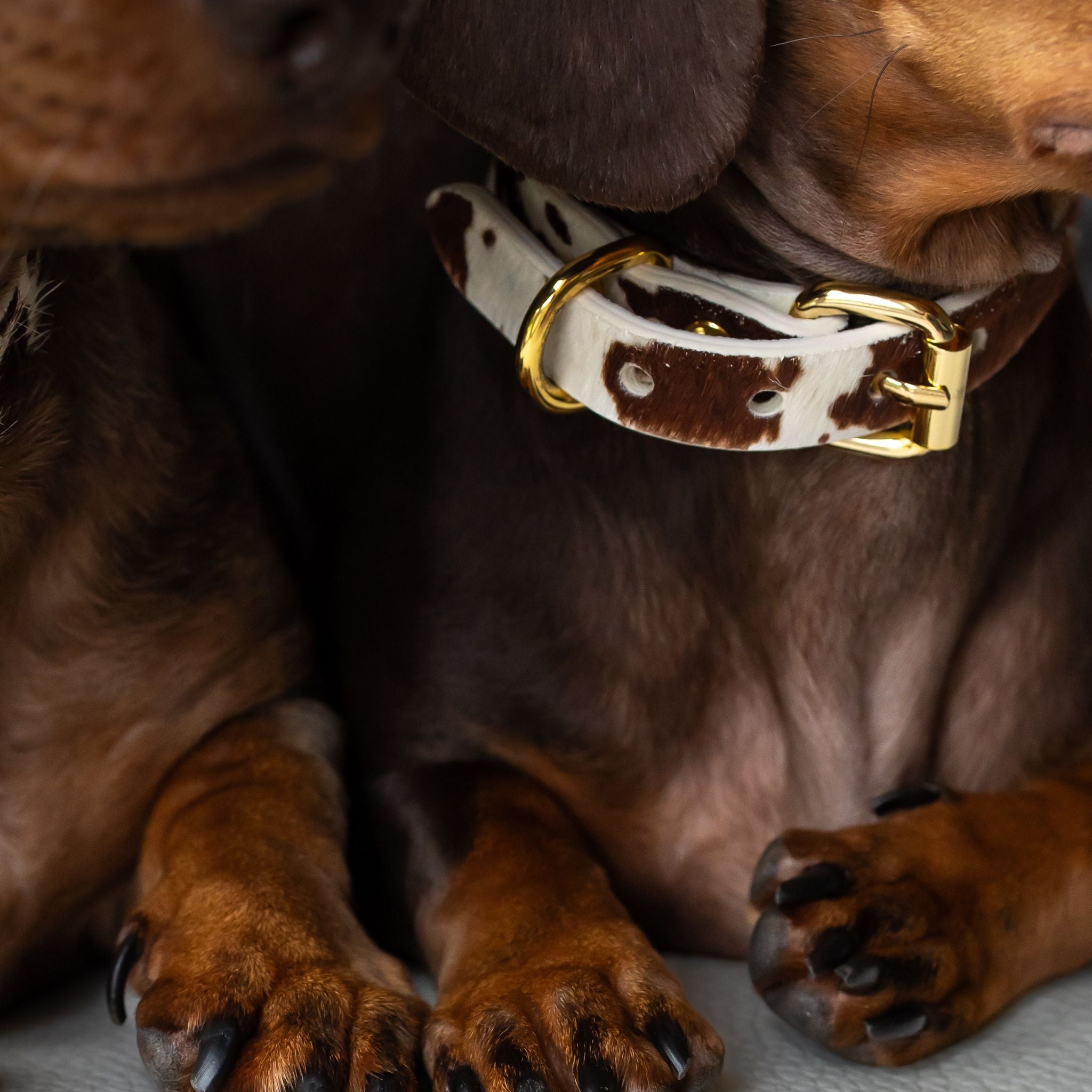 Tynn hundehalsbånd til ku 