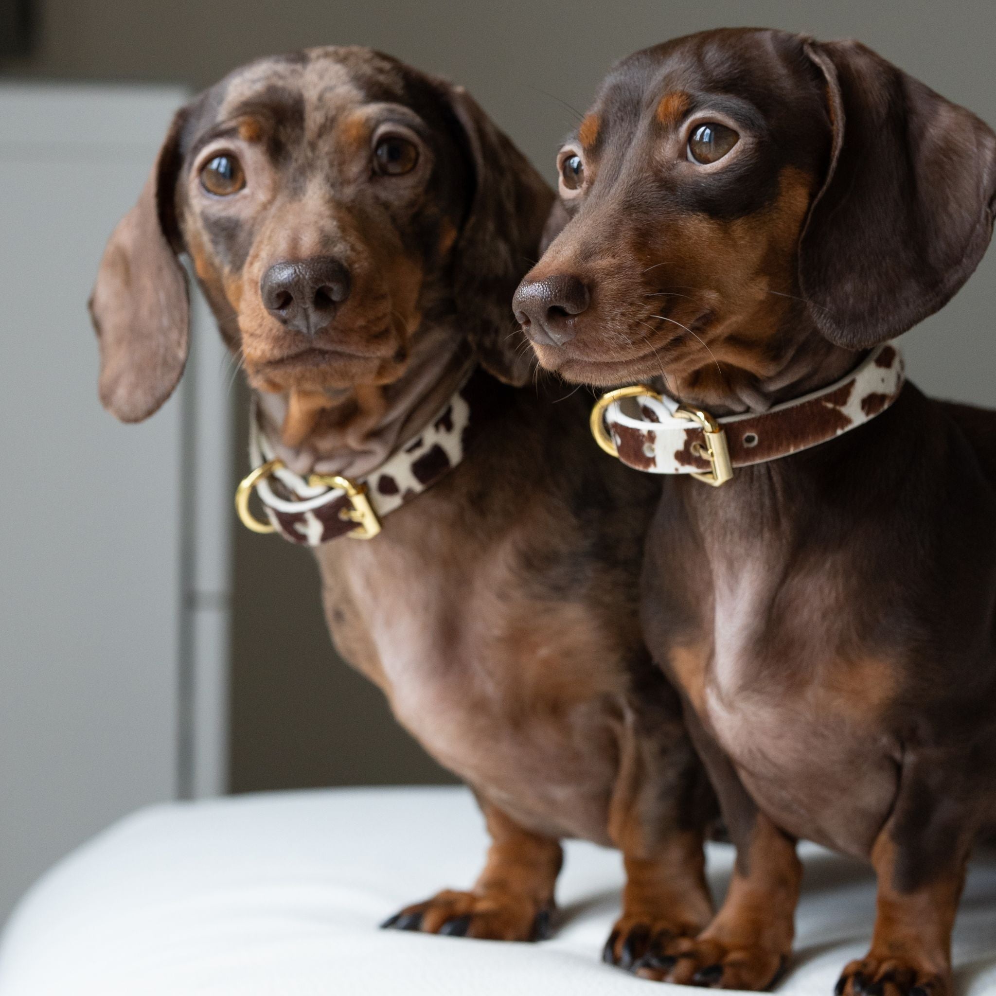 Tynn hundehalsbånd til ku 