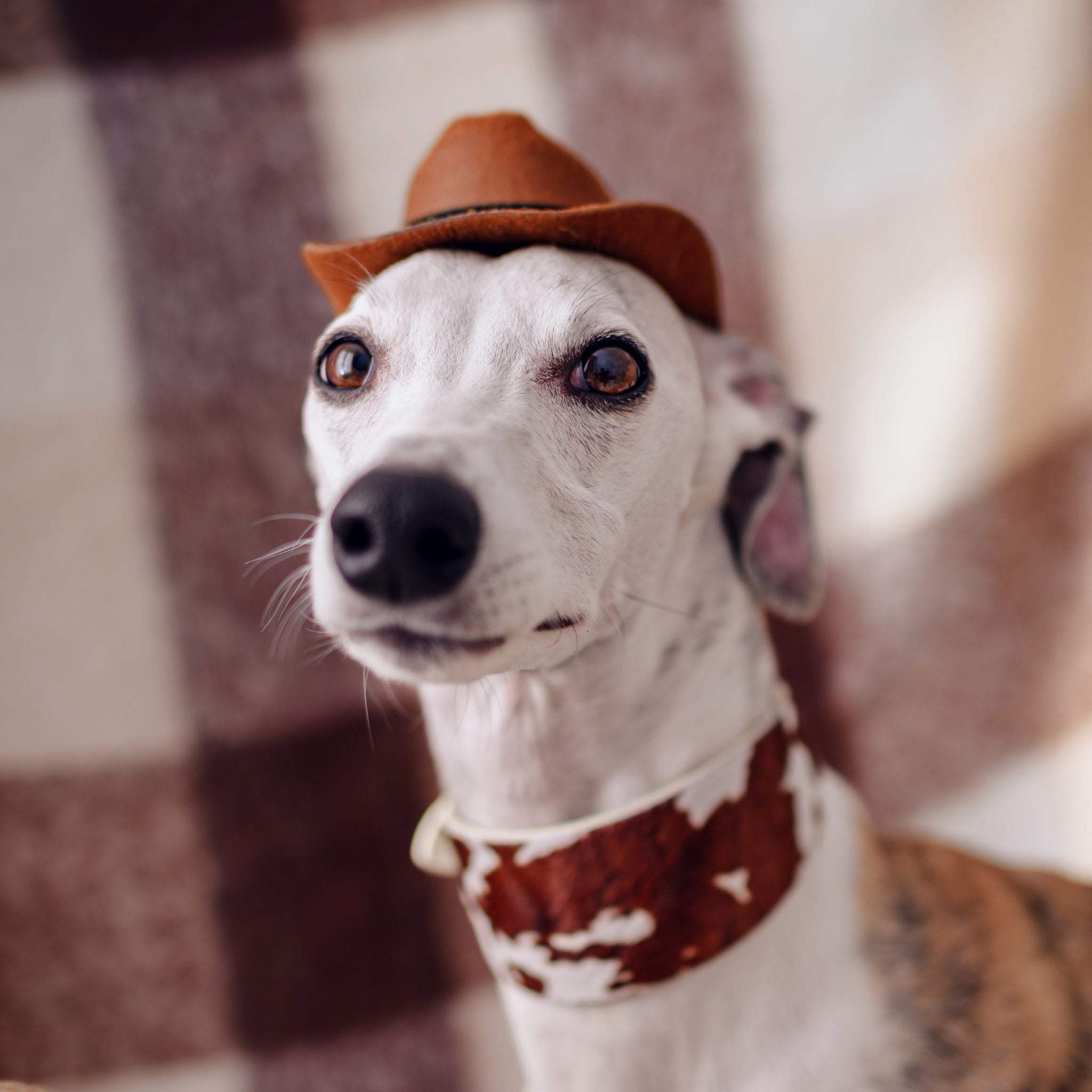 Ku Hundehalsbånd Bred 