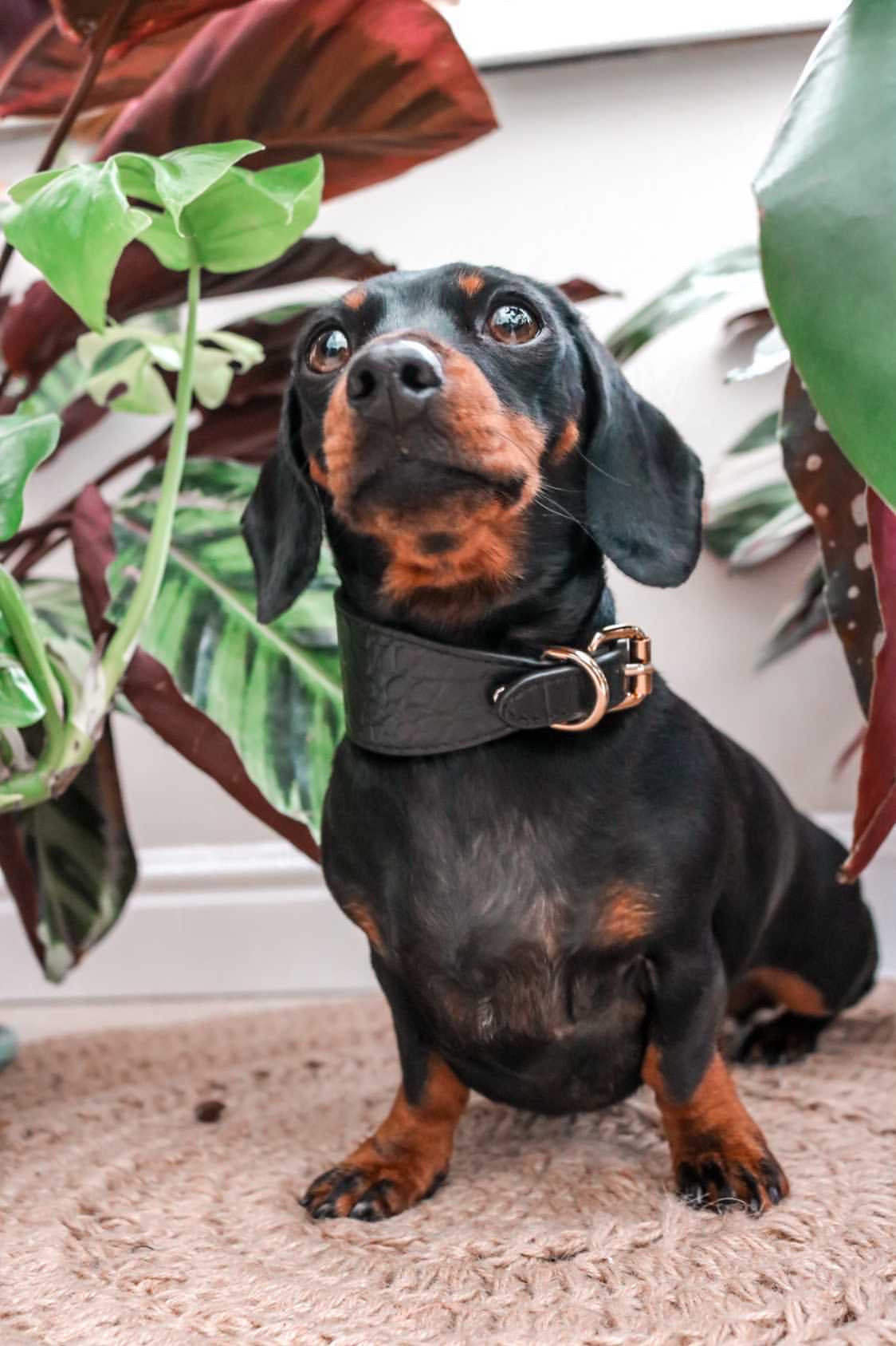 Black Croco Dog Collar Wide