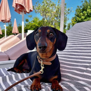 Mokkabrun Hundehalsbånd Tynn 