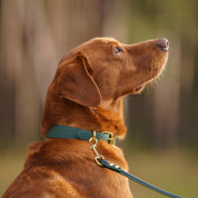 Mørkegrønn Hundehalsbånd Tynn 