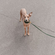 Mørkegrønn Hundehalsbånd Bred 