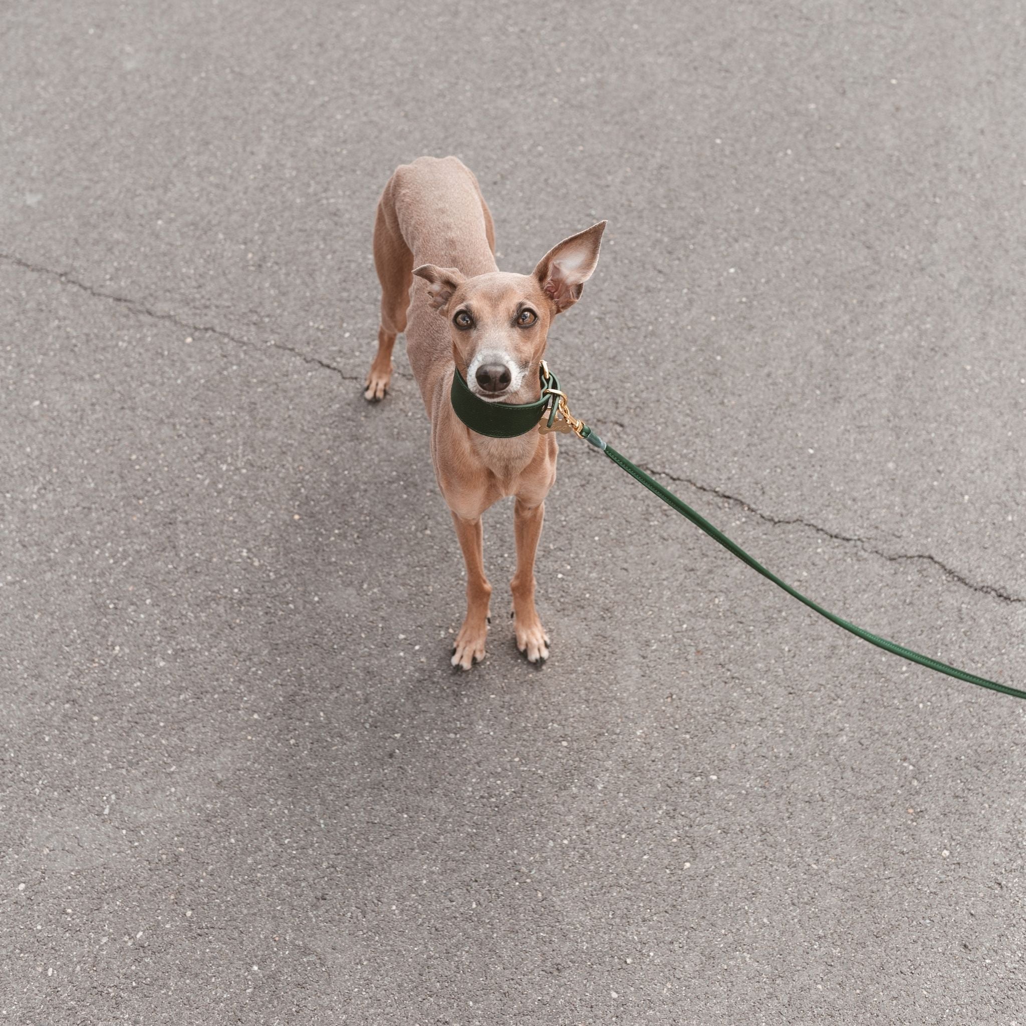 Mørkegrønn Hundehalsbånd Bred 