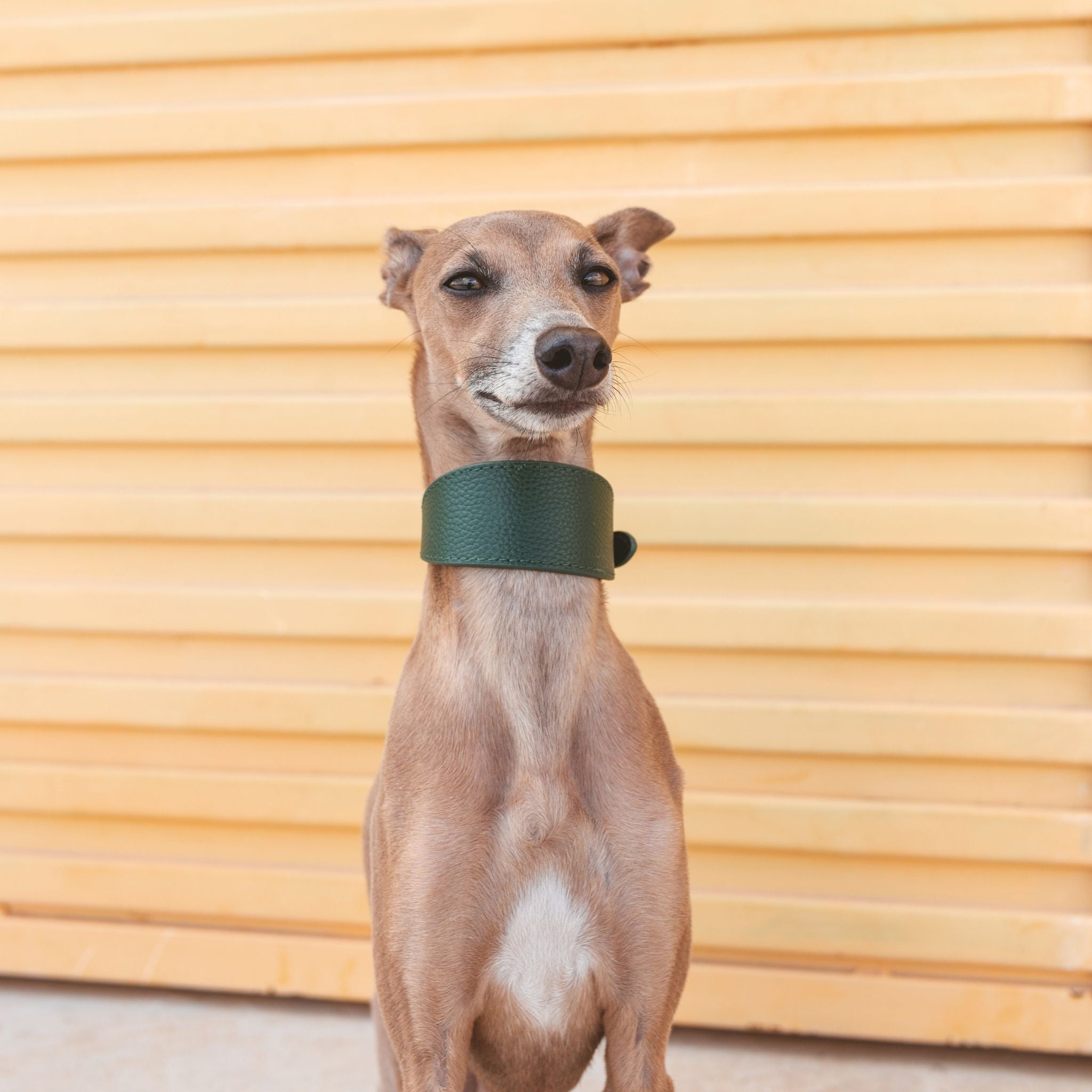 Mørkegrønn Hundehalsbånd Bred 