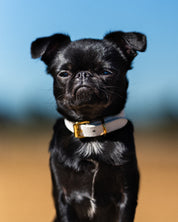 White Dog Collar Thin