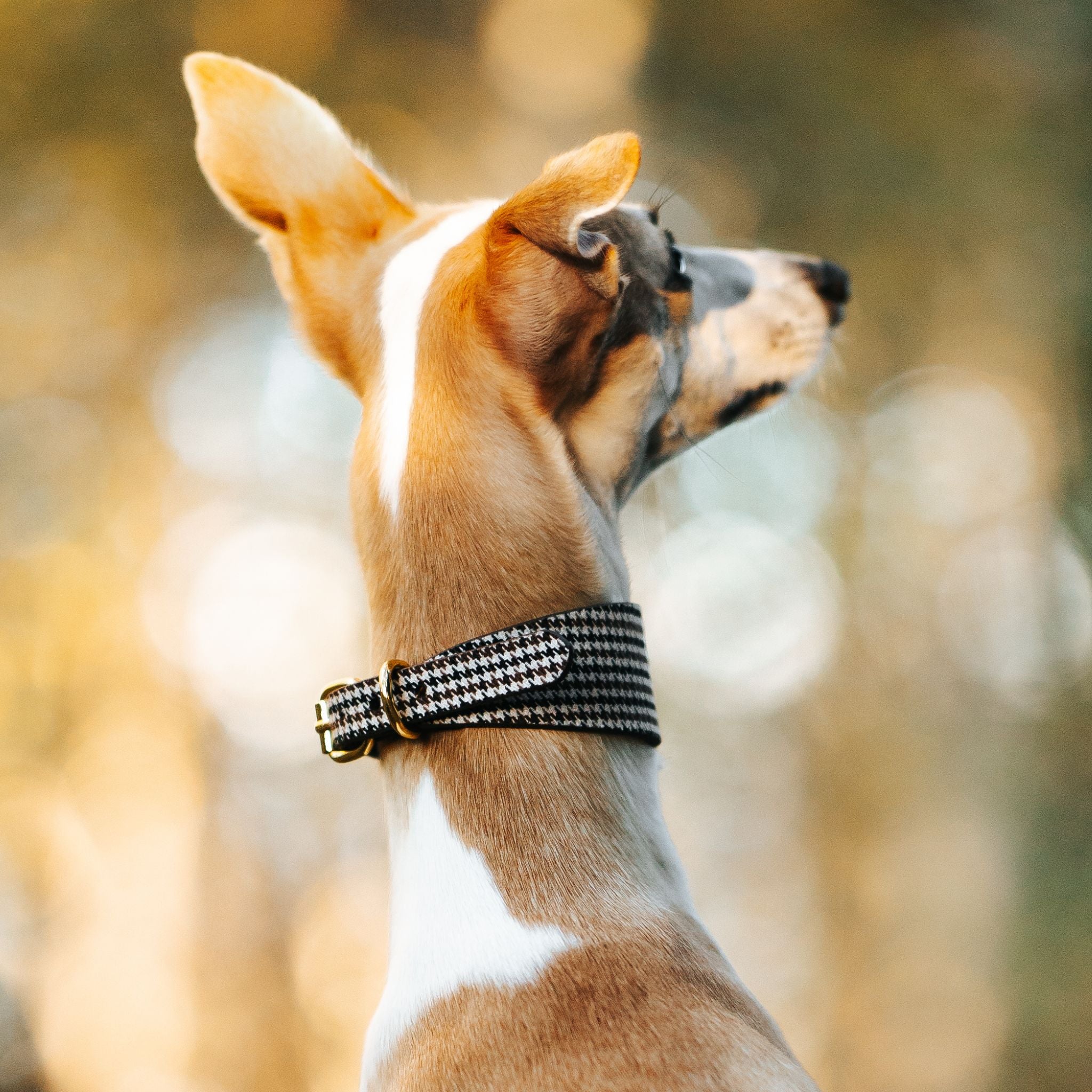 Beige Houndstooth Hundehalsbånd Bred 