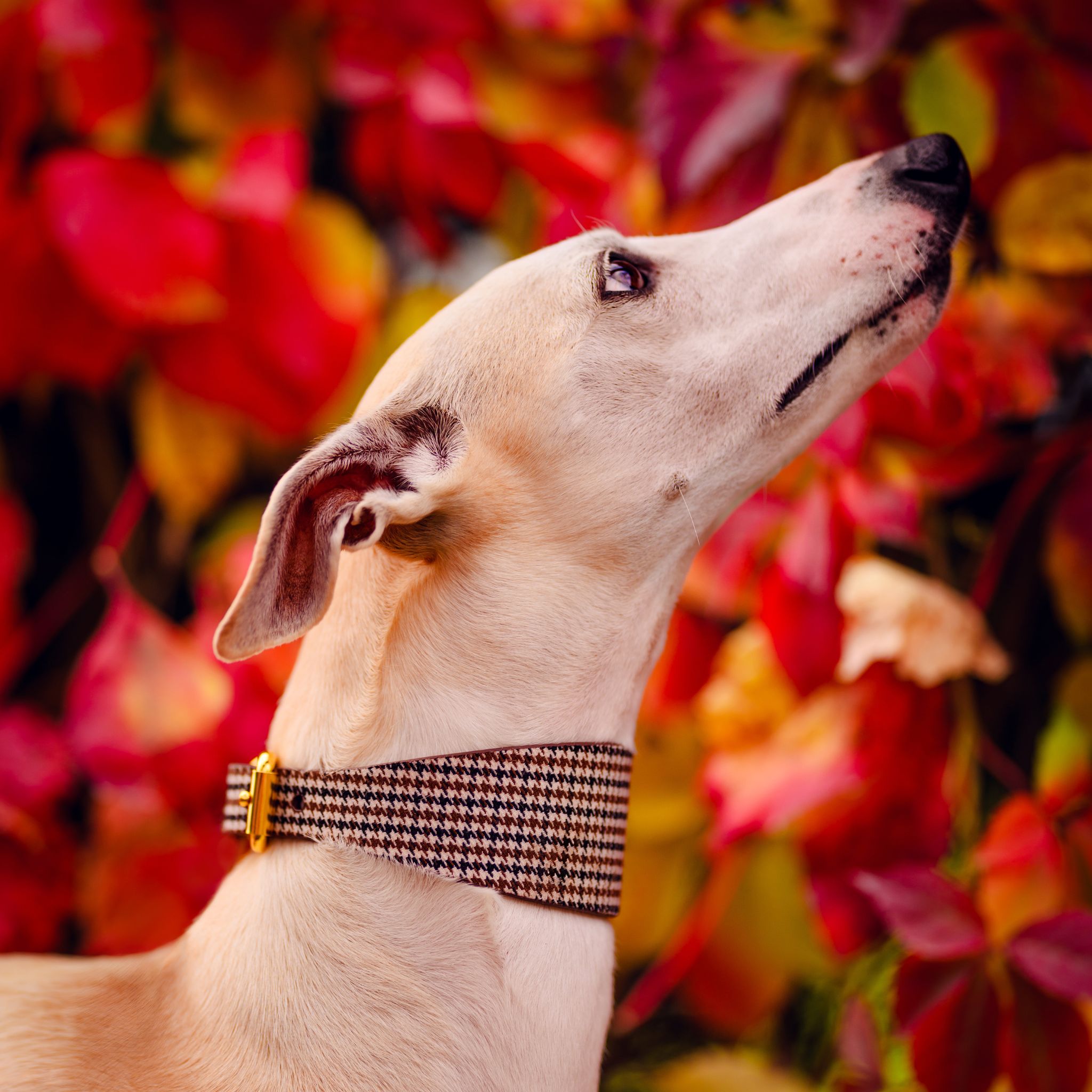 Beige Houndstooth Hundehalsbånd Bred 