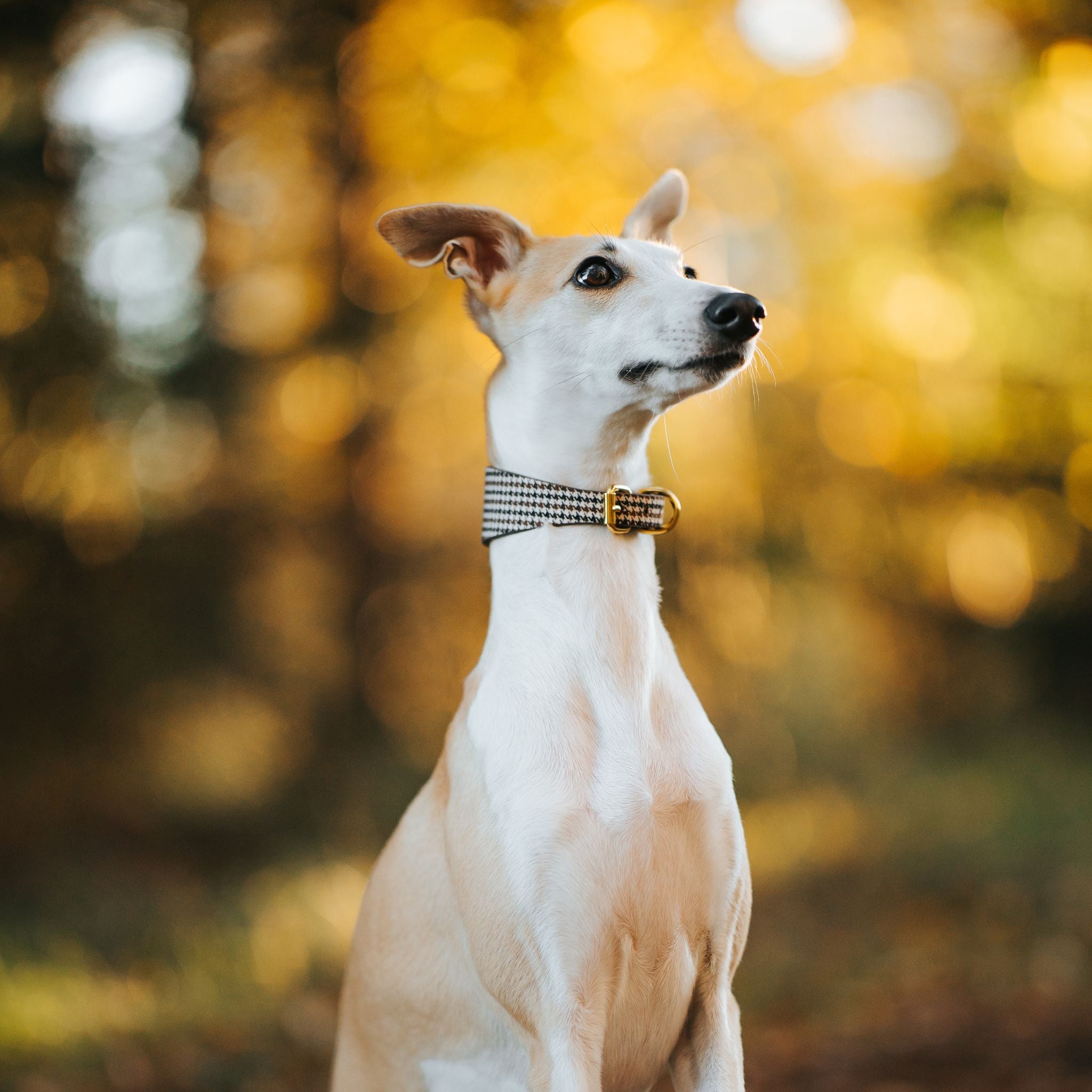 Beige Houndstooth Hundehalsbånd Bred 