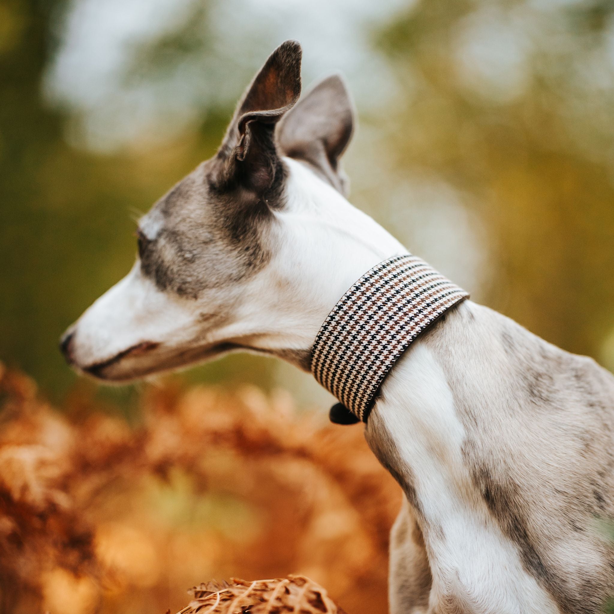 Beige Houndstooth Hundehalsbånd Bred 