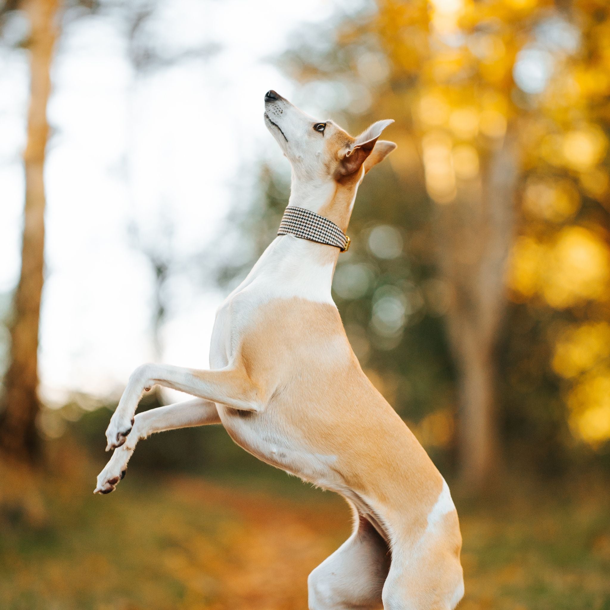 Beige Houndstooth Hundehalsbånd Bred 