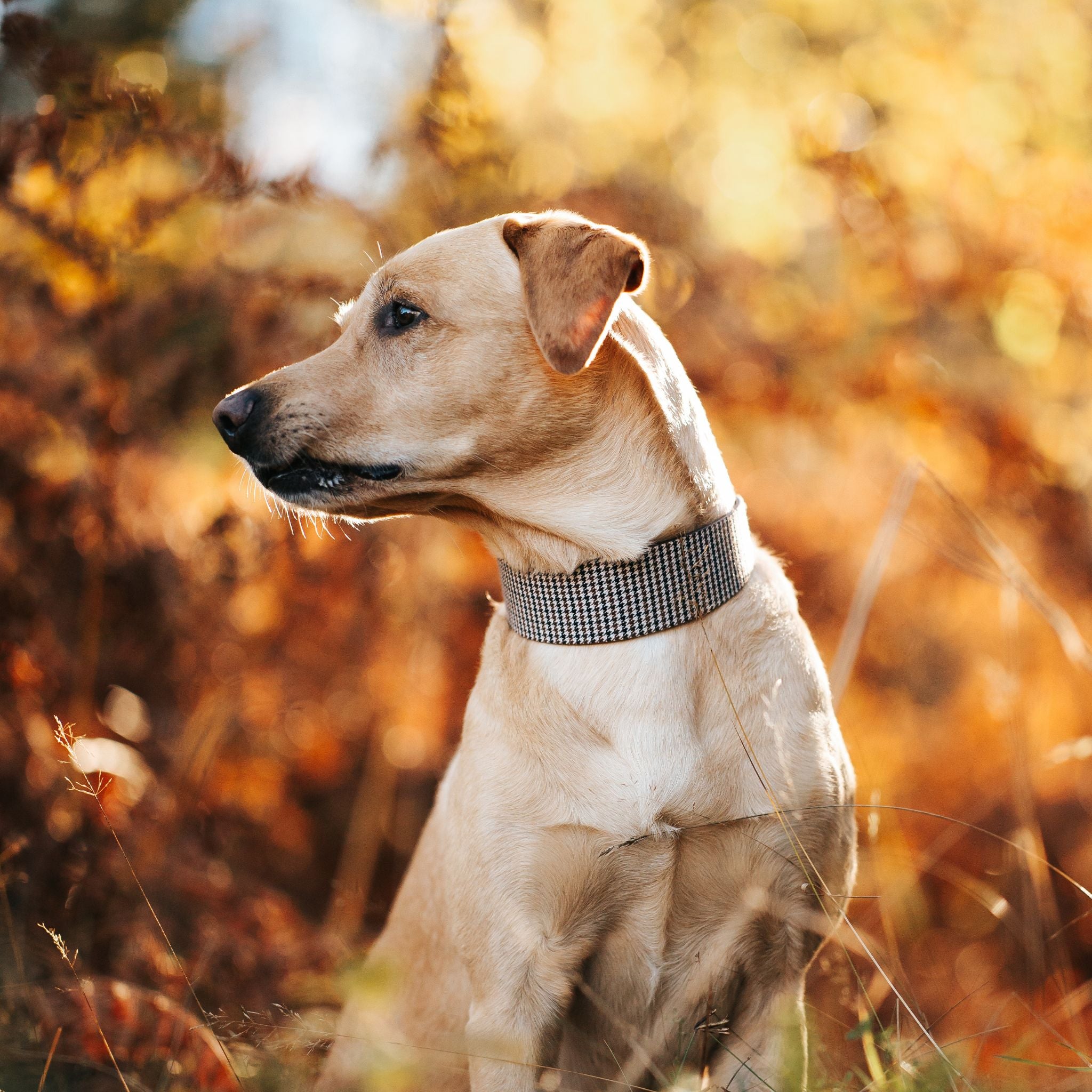 Beige Houndstooth Hundehalsbånd Bred 