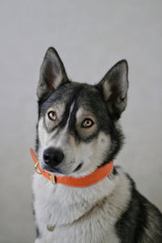 Cognac Dog Collar Wide