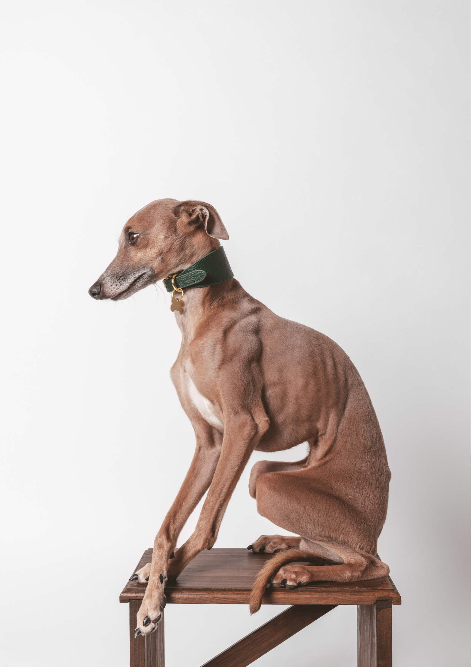 Dark Green Dog Collar Wide