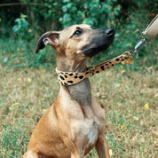 Leopard Hund Martingale Bred 