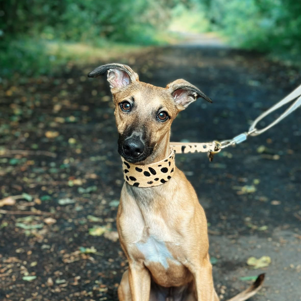 Leopard Hund Martingale Bred 