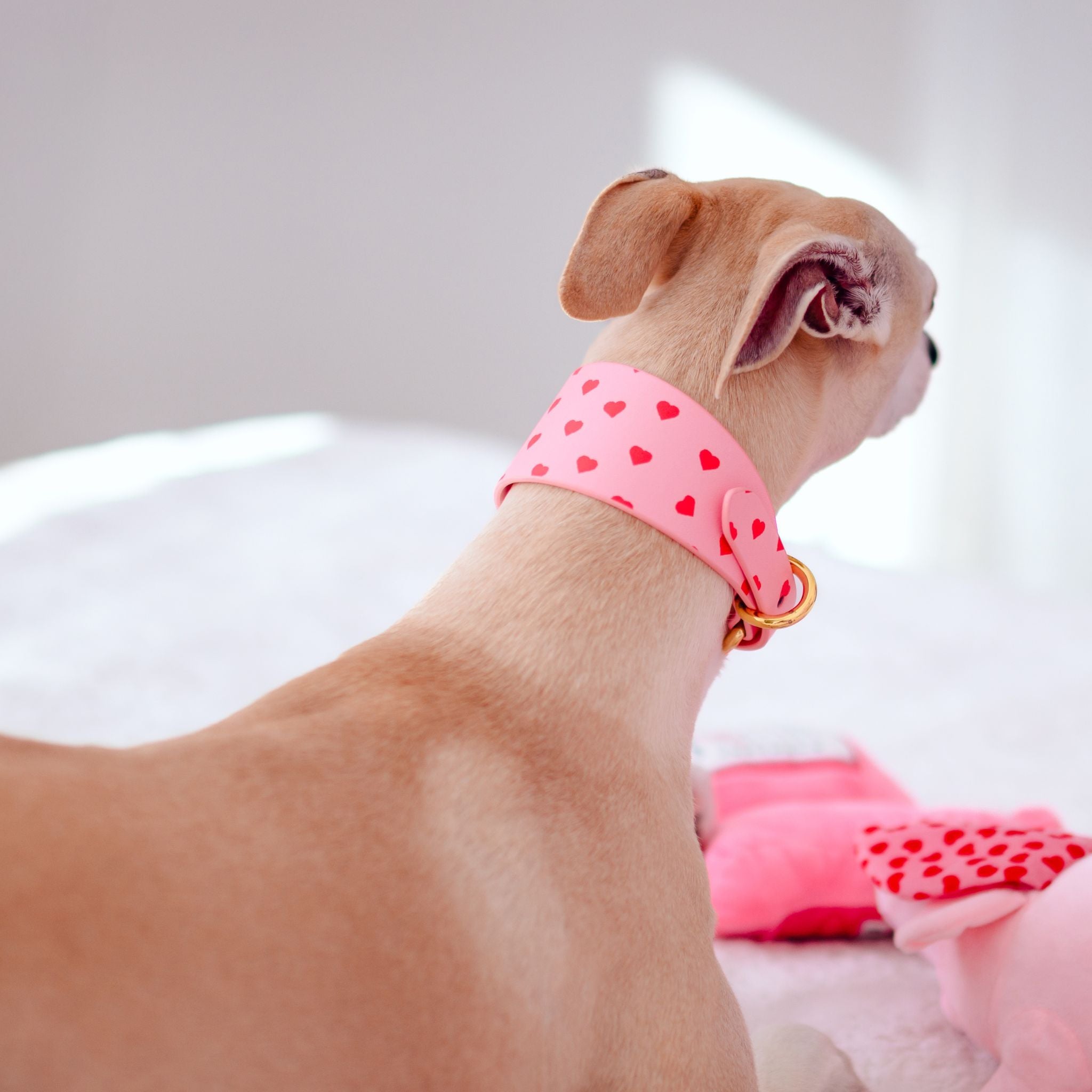 love-collar-medium-wide-whippet-back-print.jpg