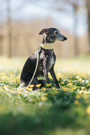 Pastel Yellow Dog Collar Wide
