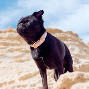 Rosa Hundehalsbånd Tynn 