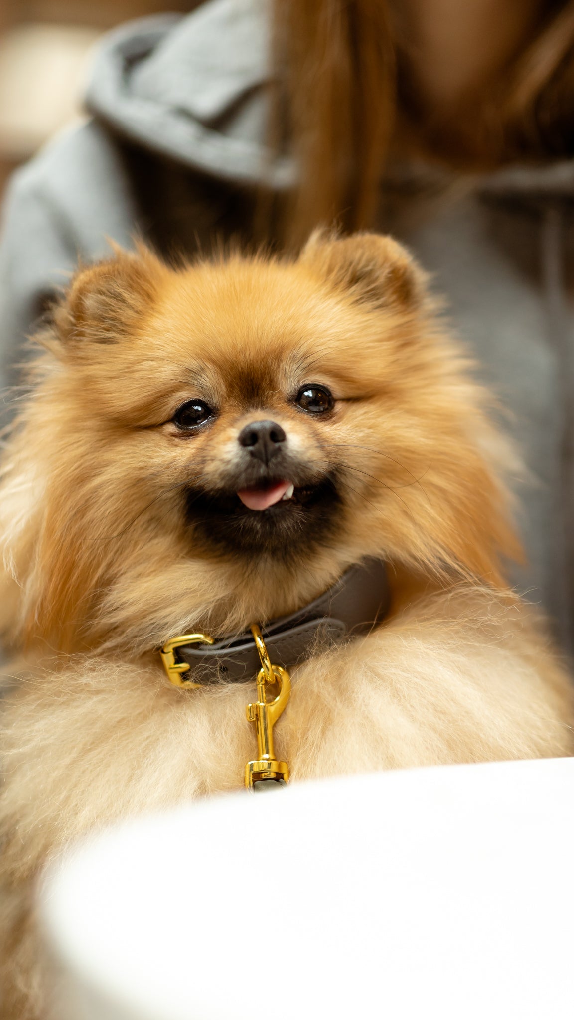 Dark Grey Dog Collar Thin