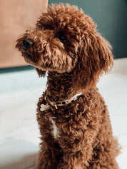 Leopard Dog Collar Thin