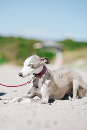 Purple Dog Collar Wide