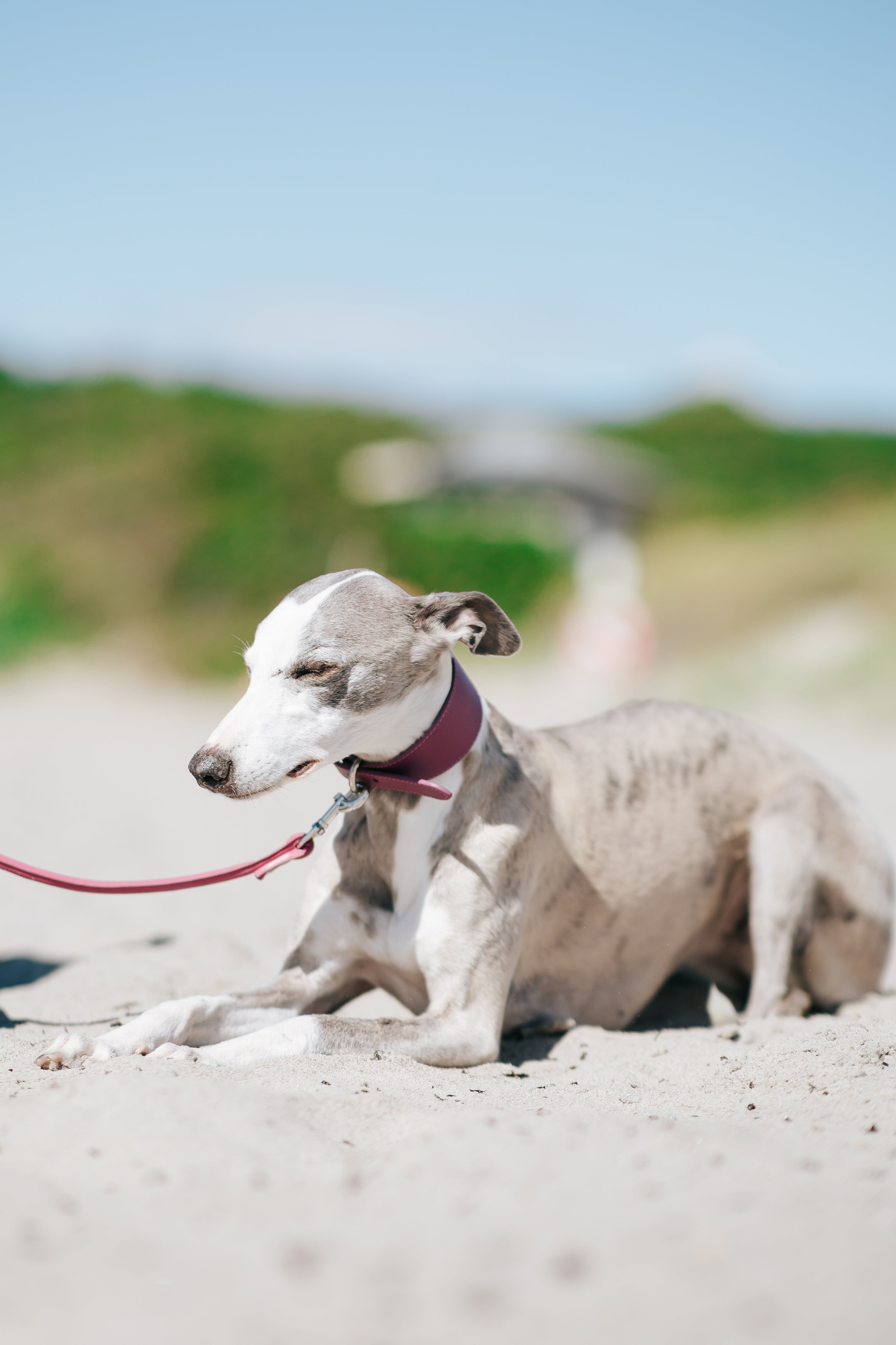 Purple Dog Collar Wide