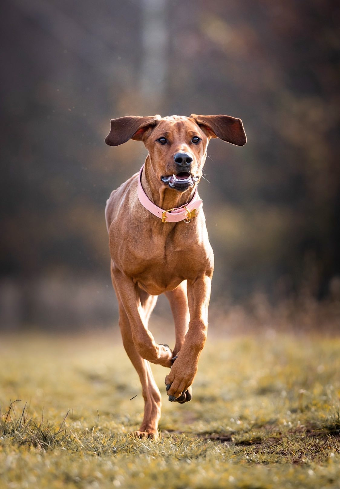 Pink Dog Collar Wide
